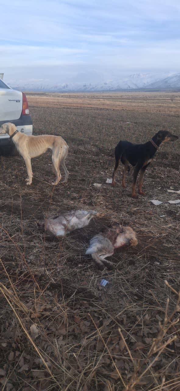 دستگیر شکارچیان متخلف در سراب